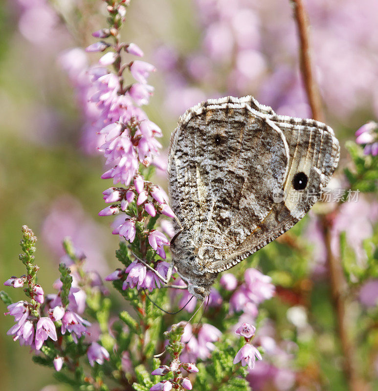 灰蝶(Hipparchia semele)